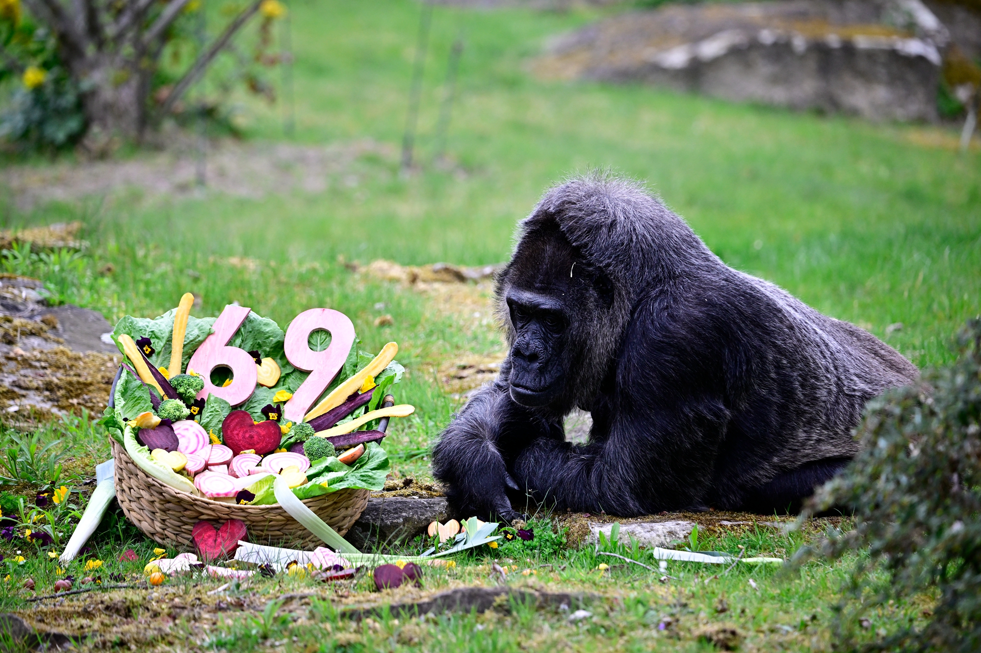 2026年4月13日,德國柏林動物園內的西部低地大猩猩「法圖」(Fatou)迎來了69歲生日,園方為其慶生。(Tobias Schwarz/AFP via Getty Images)