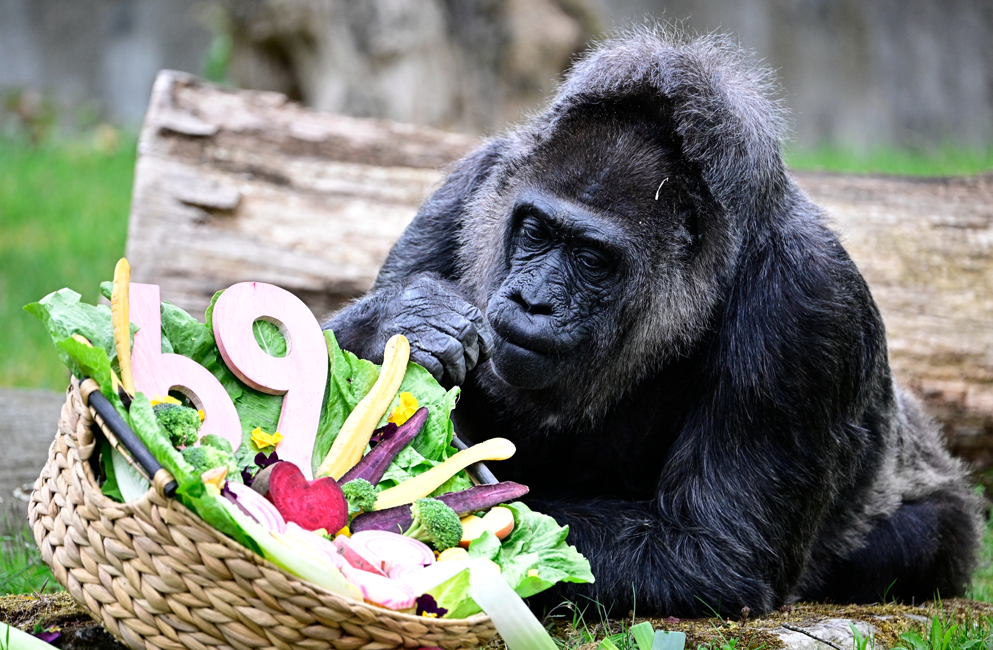 2026年4月13日,德國柏林動物園內的西部低地大猩猩「法圖」(Fatou)迎來了69歲生日,園方為其慶生。(Tobias Schwarz/AFP via Getty Images)