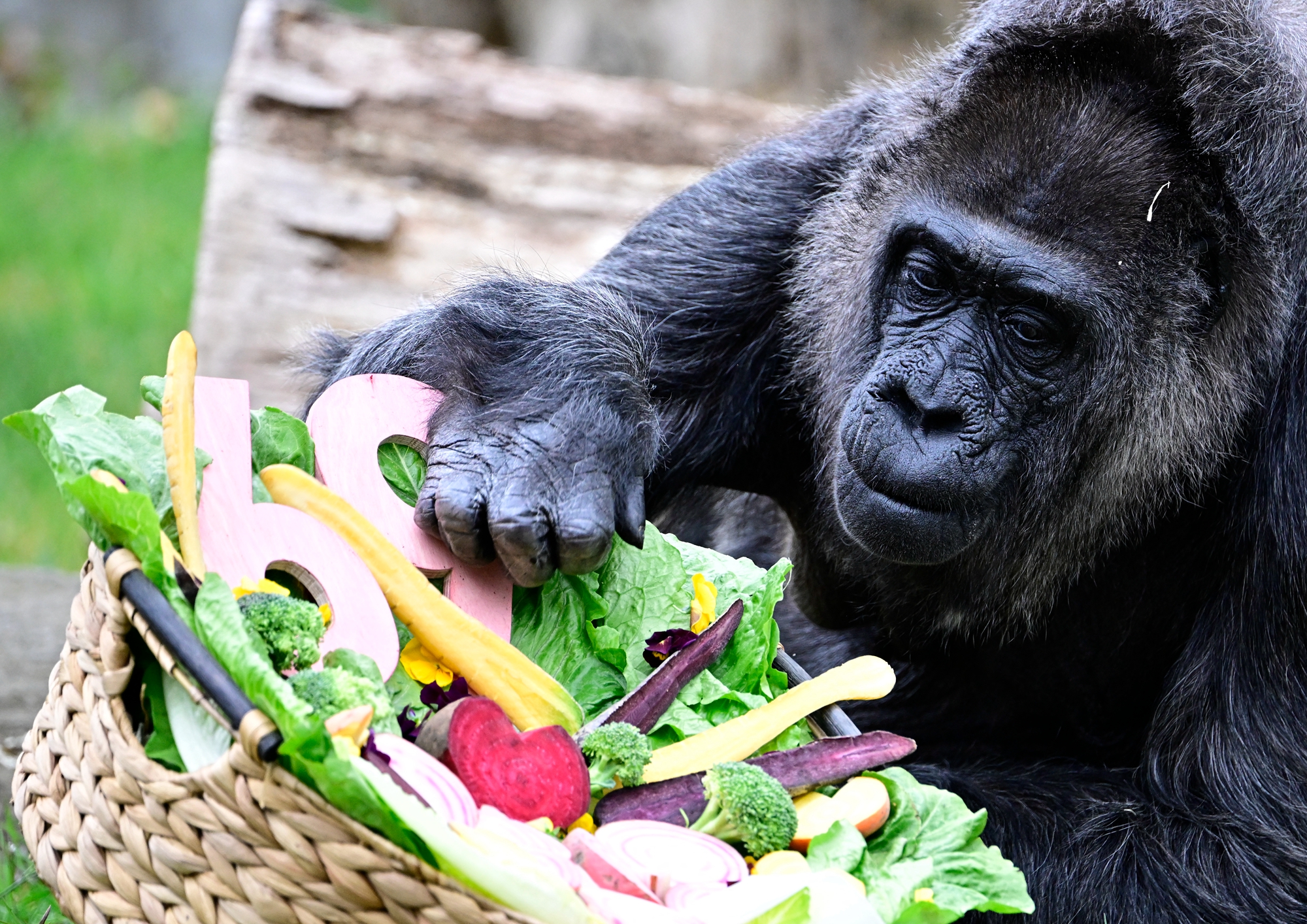 2026年4月13日,德國柏林動物園內的西部低地大猩猩「法圖」(Fatou)迎來了69歲生日,園方為其慶生。(Tobias Schwarz/AFP via Getty Images)