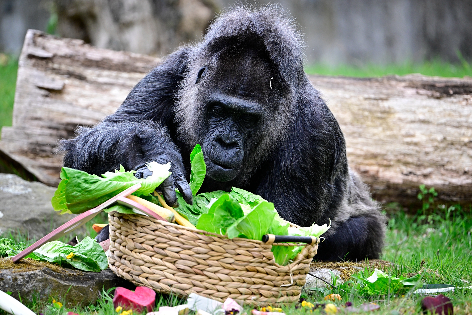 2026年4月13日,德國柏林動物園內的西部低地大猩猩「法圖」(Fatou)迎來了69歲生日,園方為其慶生。(Tobias Schwarz/AFP via Getty Images)