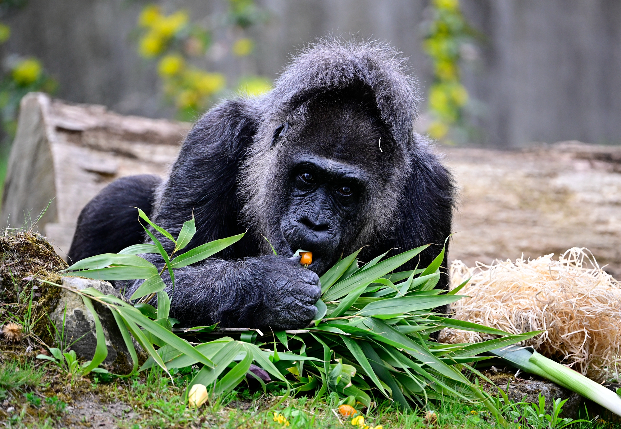 2026年4月13日,德國柏林動物園內的西部低地大猩猩「法圖」(Fatou)迎來了69歲生日,園方為其慶生。(Tobias Schwarz/AFP via Getty Images)