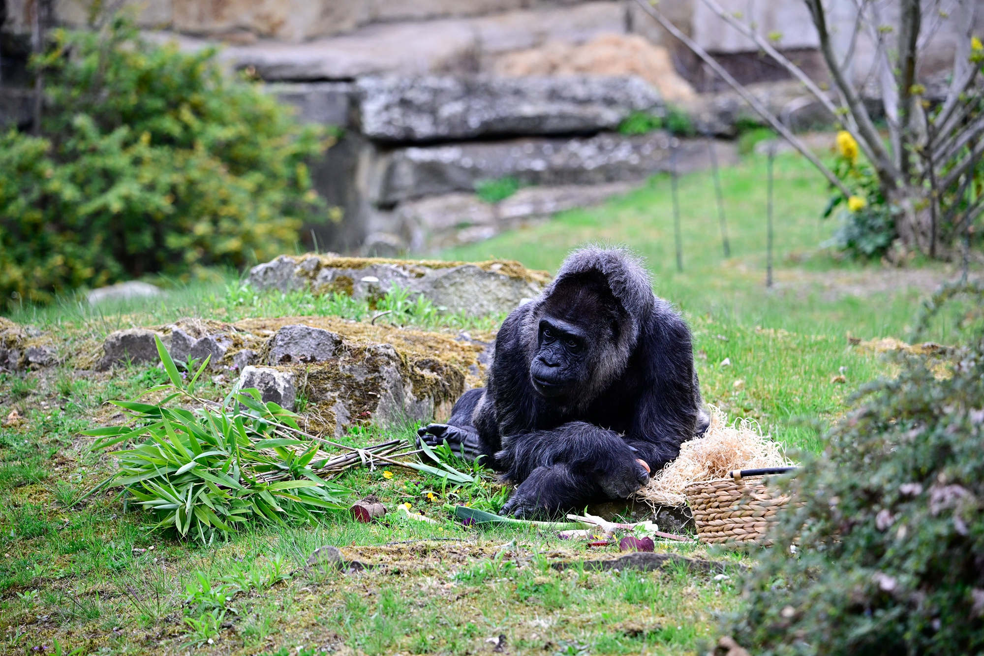 2026年4月13日,德國柏林動物園內的西部低地大猩猩「法圖」(Fatou)迎來了69歲生日,園方為其慶生。(Tobias Schwarz/AFP via Getty Images)