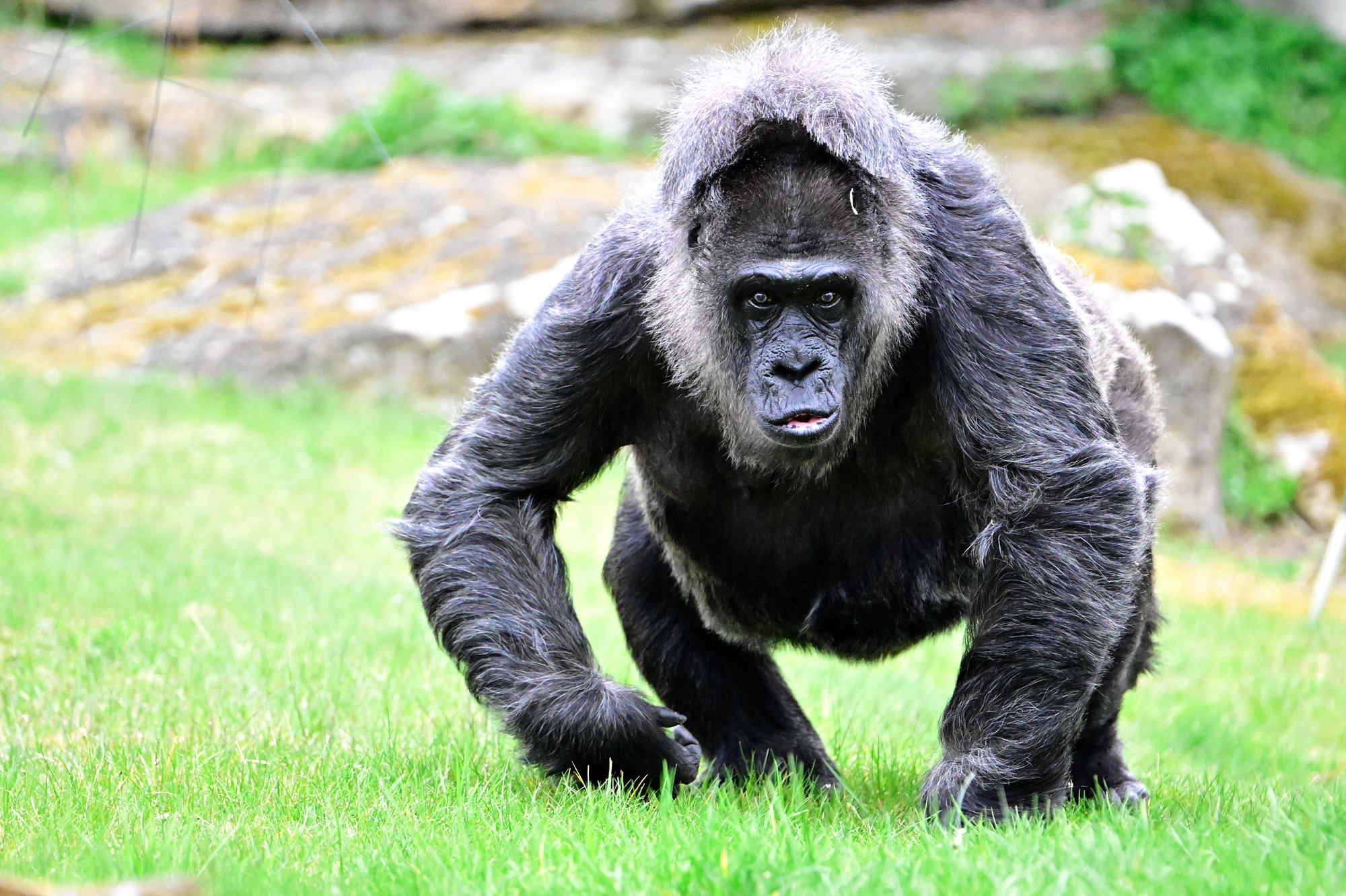 2026年4月13日,德國柏林動物園內的西部低地大猩猩「法圖」(Fatou)迎來了69歲生日,園方為其慶生。(Tobias Schwarz/AFP via Getty Images)