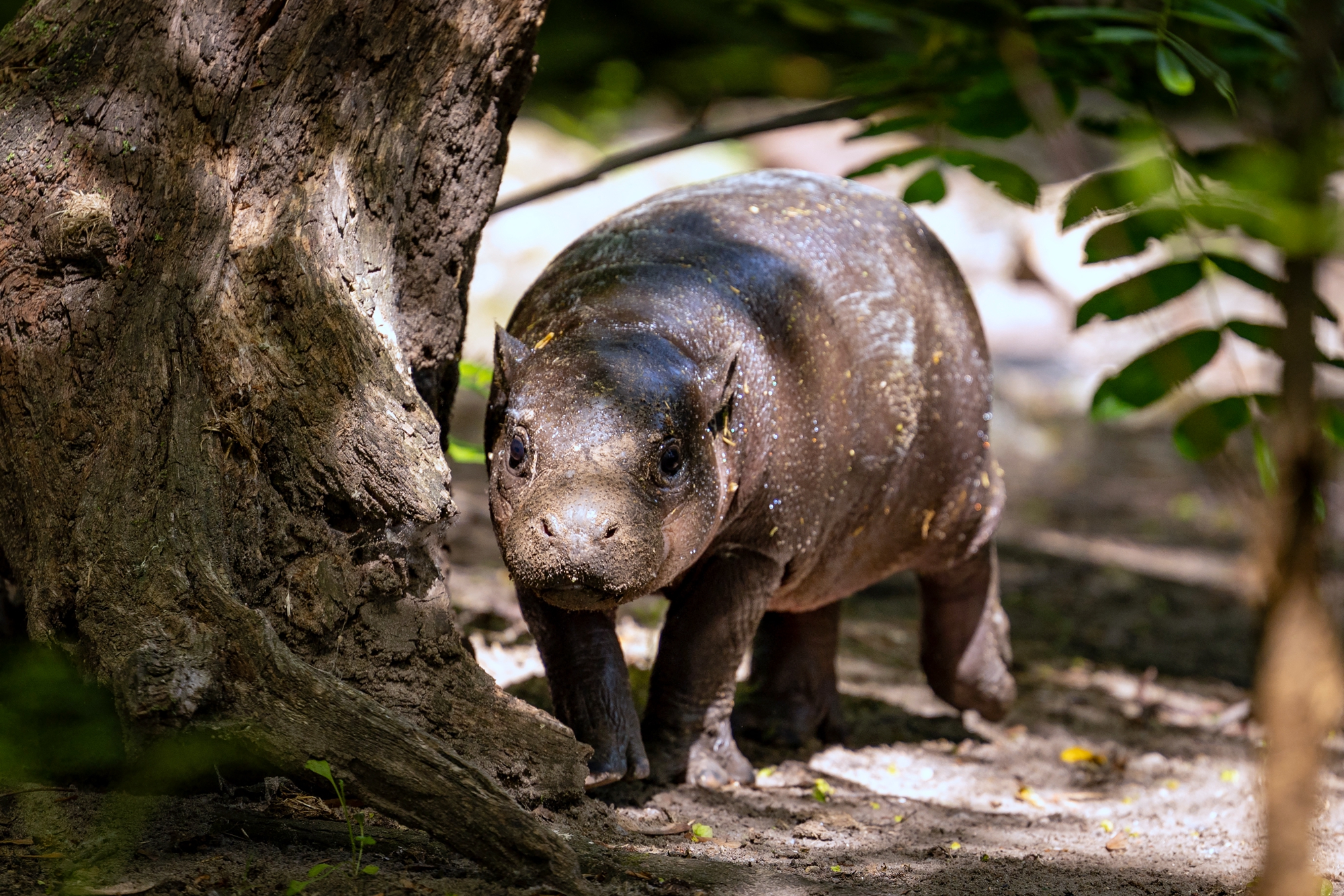 2026年6月10日,德國柏林動物園,一個月大的侏儒河馬寶寶「布羅琴」(Broetchen)在自己的圍欄內散步。(Odd Andersen/AFP via Getty Images)