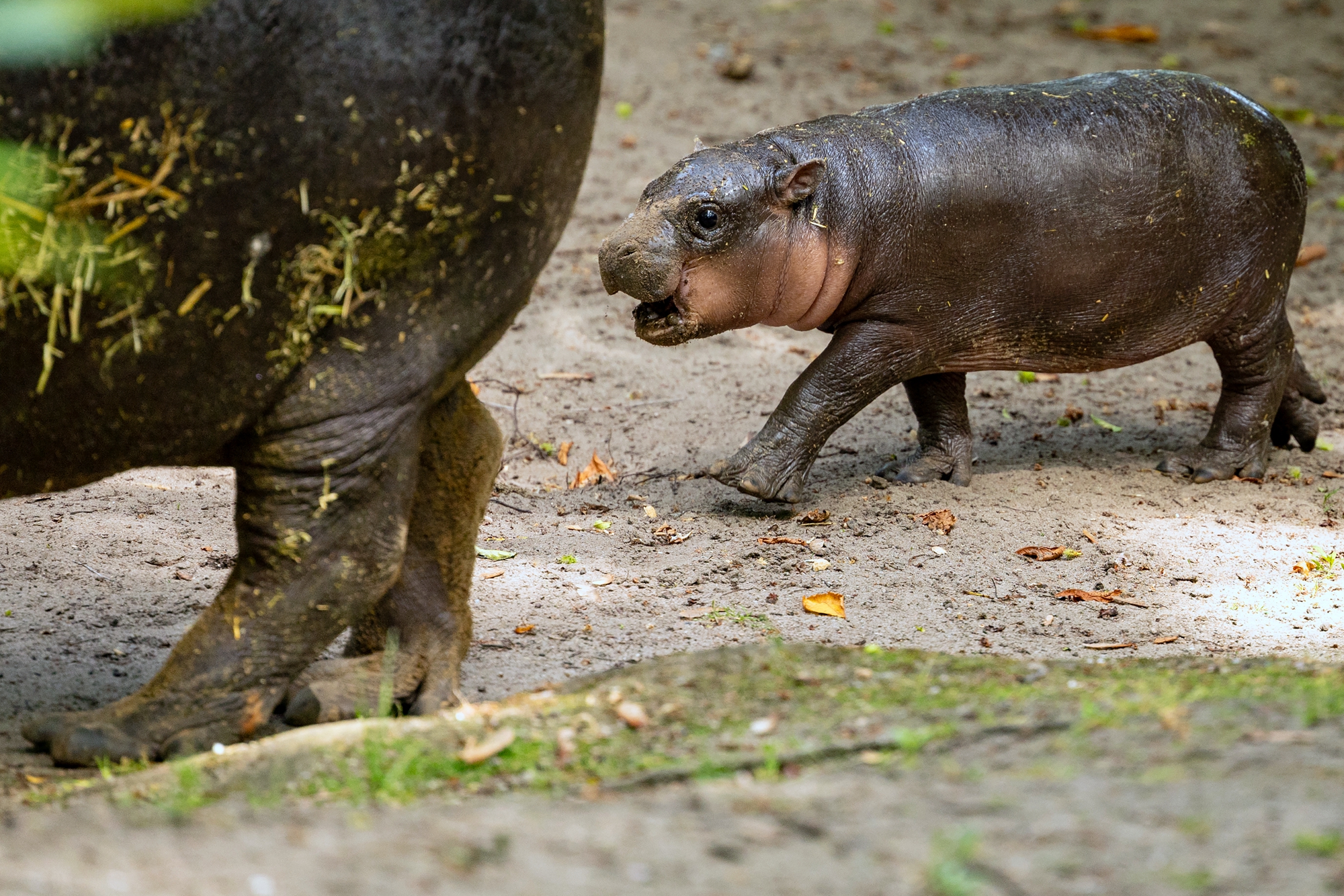 2026年6月10日,德國柏林動物園,一個月大的侏儒河馬寶寶「布羅琴」(Broetchen)緊緊跟隨母親「黛比」(Debbie)身側,與母親形影不離。(Odd Andersen/AFP via Getty Images)