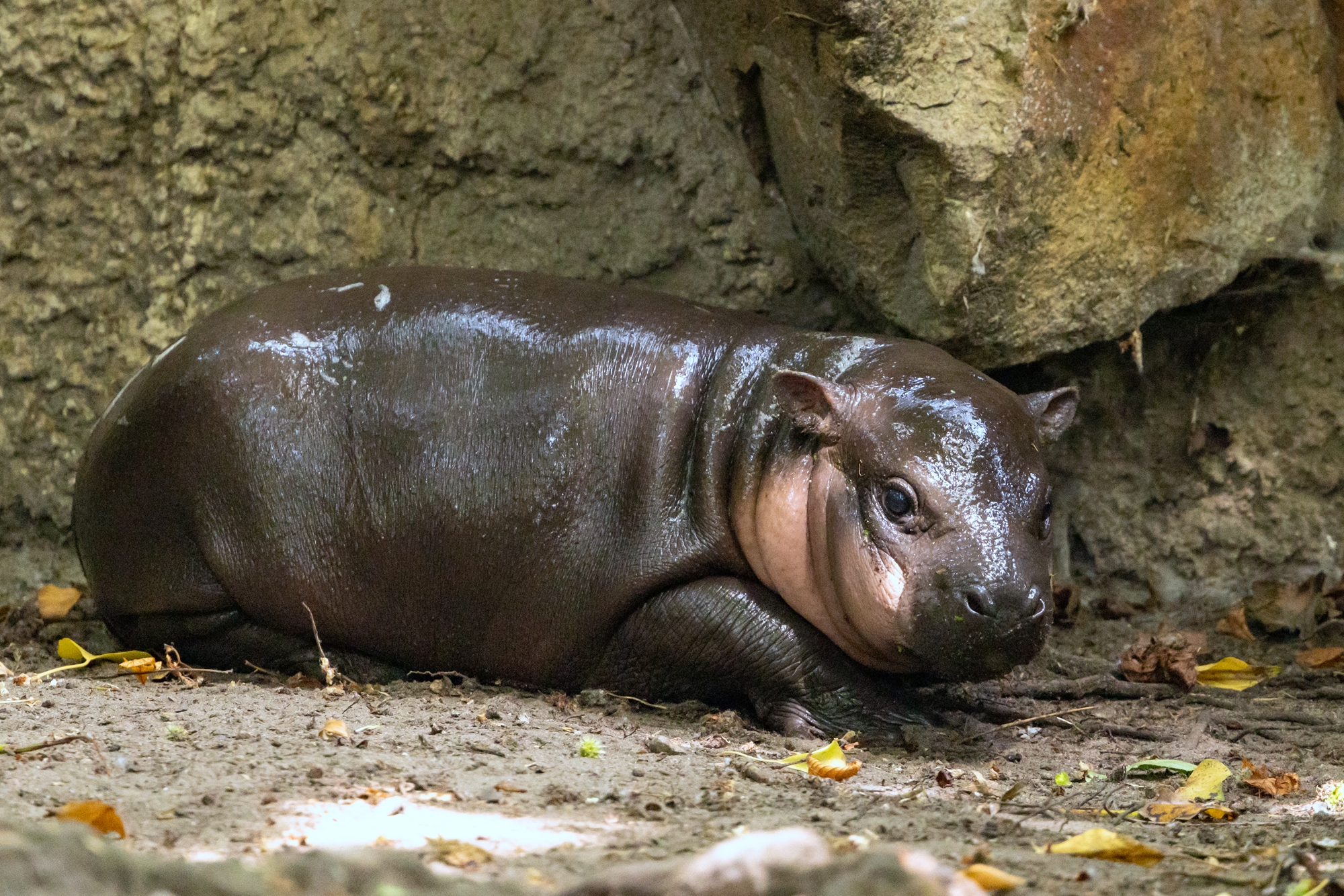 2026年6月10日,德國柏林動物園,一個月大的侏儒河馬寶寶「布羅琴」(Broetchen)趴在自己的圍欄內。(Odd Andersen/AFP via Getty Images)
