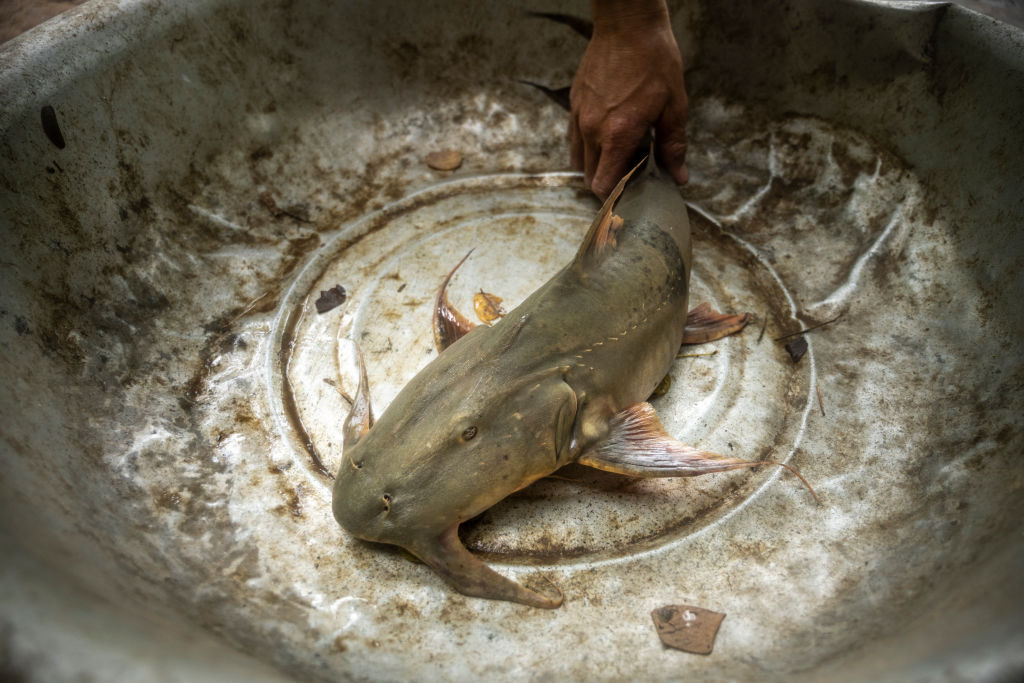 一名漁民捕獲一條巨鯰(Bagarius vegrandis)。示意圖。(Sirachai Arunrugstichai/Getty Images)