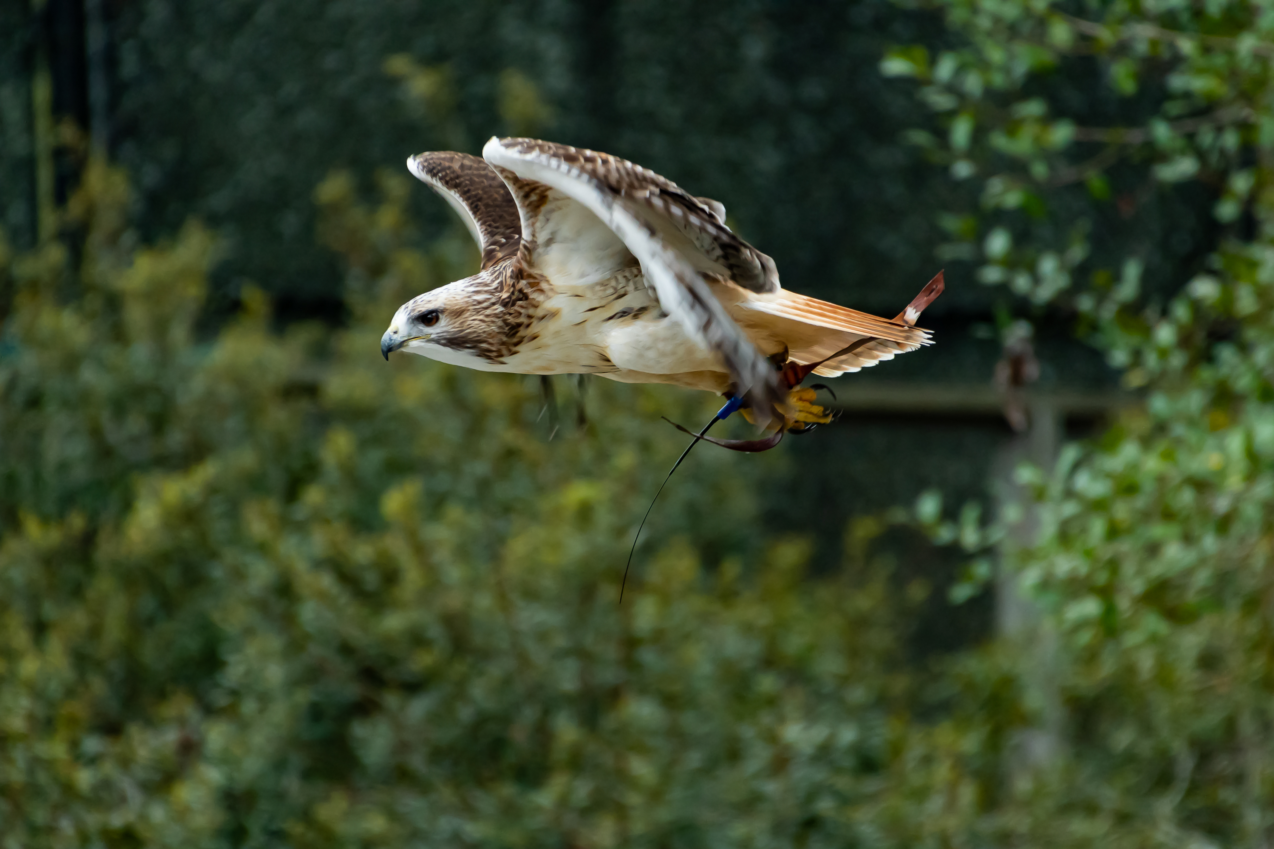 美國野生動物保護區裡的紅尾鵟(Red-tailed Hawk)。(shutterstock)