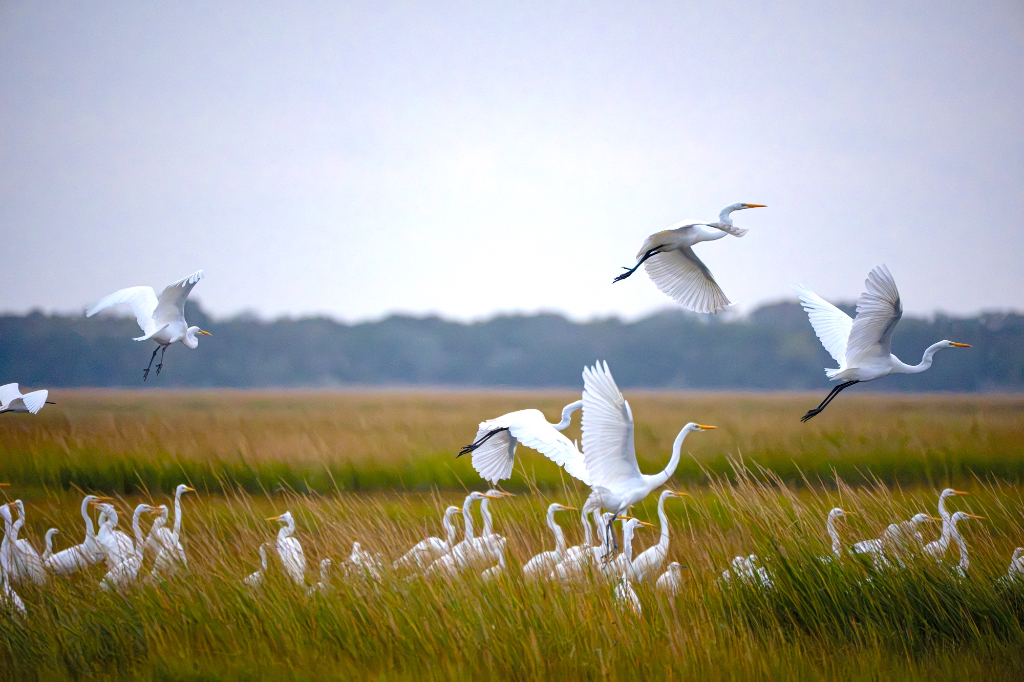 一群大白鷺(Great Egrets)振翅高飛,掠過沼澤濕地上空,展現優雅而壯觀的自然景象。(shutterstock)