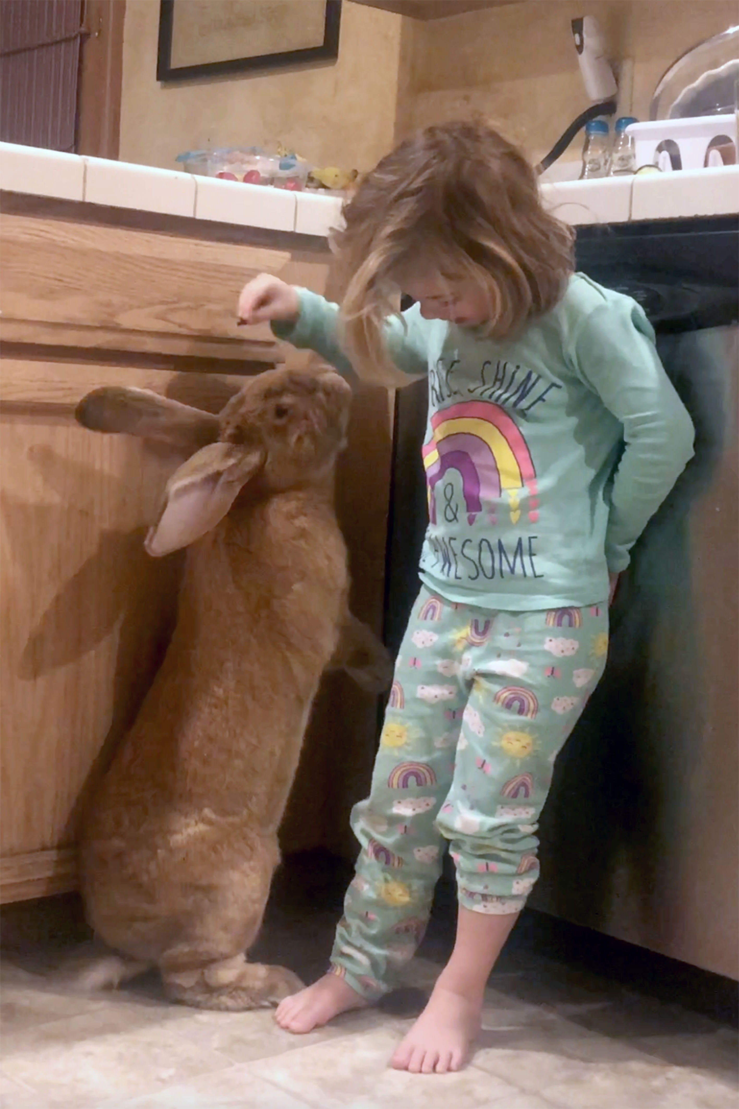 Giant House Rabbit ‘Cocoa Puff’ Is Almost as Big as His Human Sis, Has